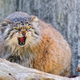 Illustration for article titled Notes from a Pallas Cat...